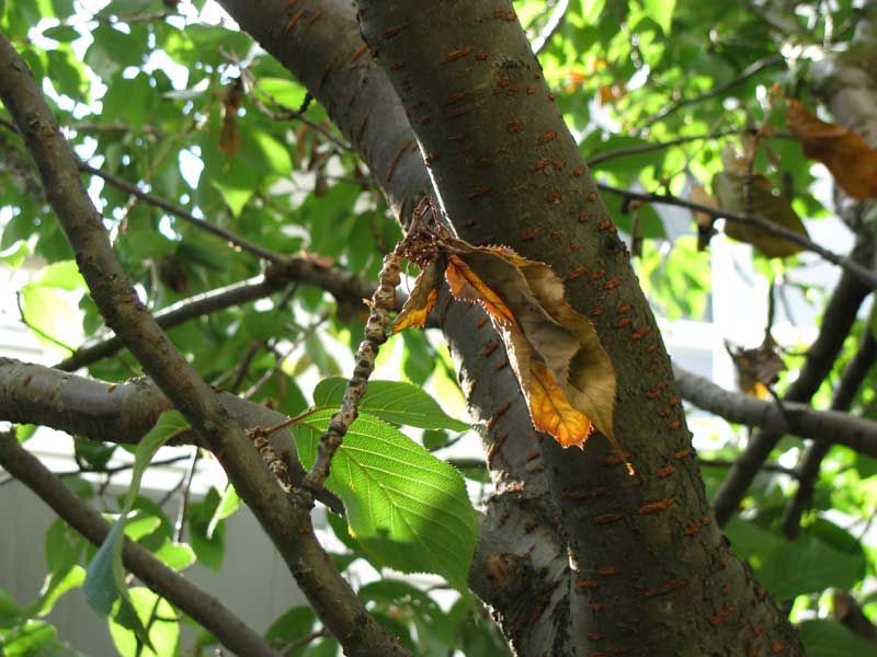 Bacterial Blight