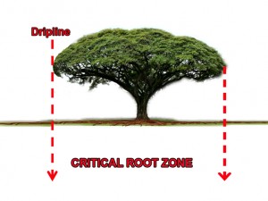 critical-root-zone-1-300x225