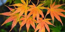 fallcolour_acerpalmatum