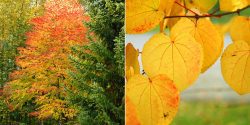 fallcolour_katsura