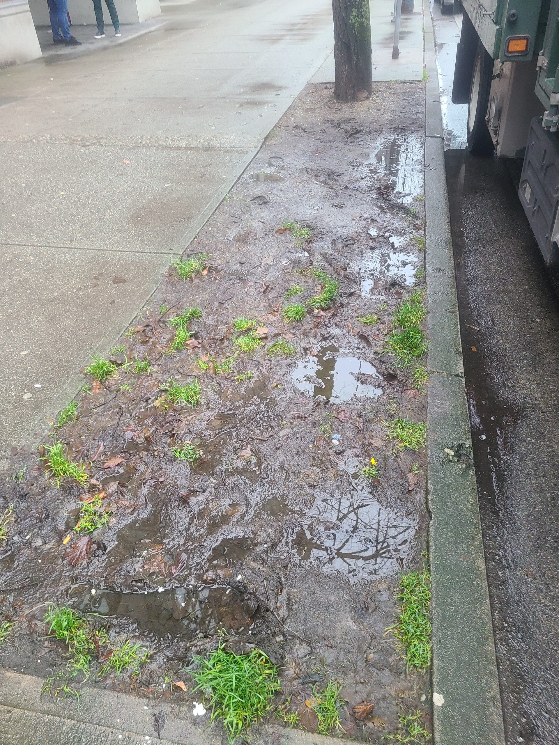 What are Hellstrips? Why Sidewalk Lawns Deteriorate Para Space