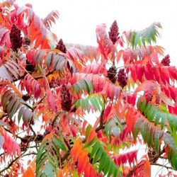 Staghorn Sumac