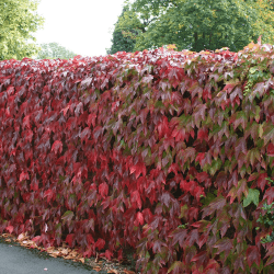 Virginia Creeper