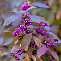 Beautyberry