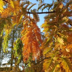 dawn redwood