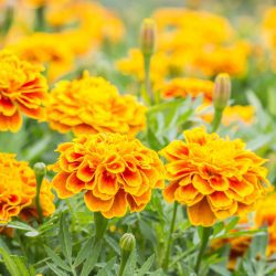 Marigold