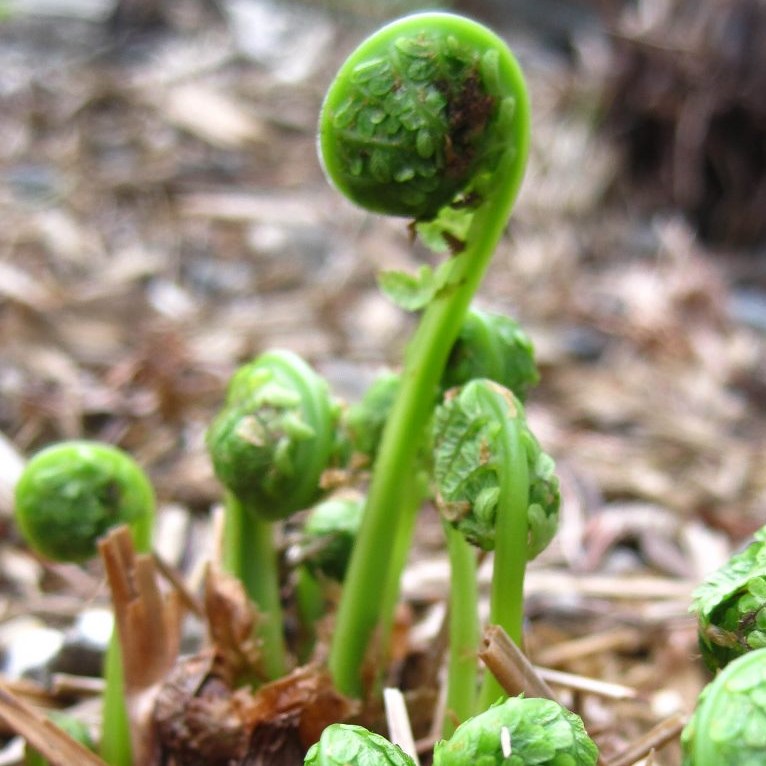 Beginners Guide to Foraging BC Wild Edible Plants