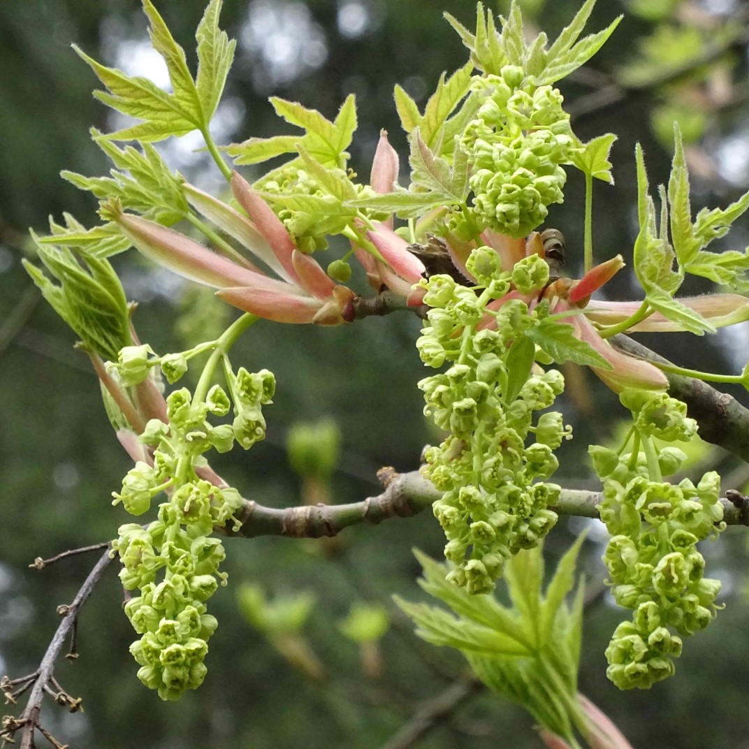 Beginners Guide to Foraging BC’s Wild Edible Plants Para Space