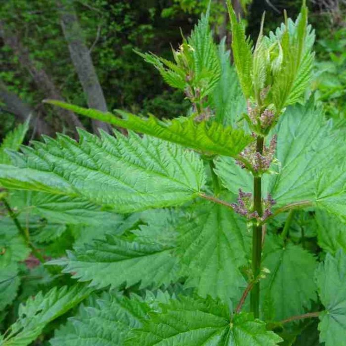 Beginners Guide to Foraging BC’s Wild Edible Plants Para Space
