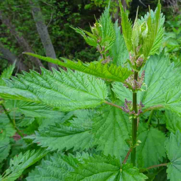 Beginners Guide to Foraging BC’s Wild Edible Plants Para Space