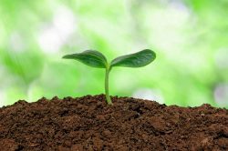 Healthy, nutrient rich soil = growth 