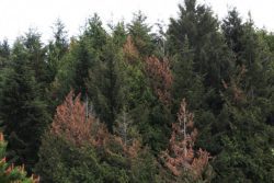 Red cedars beginning to turn brown