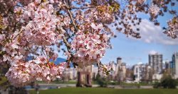 Cheery blossom tree in Vancouver