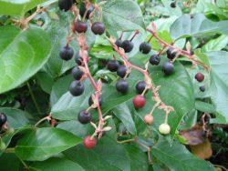 Salal (gaultheria shallon)
